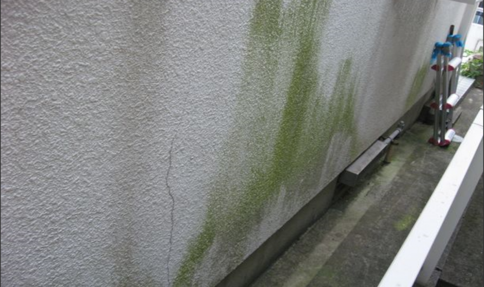 外壁塗装　カビ・コケ・藻の付着　イメージ画像